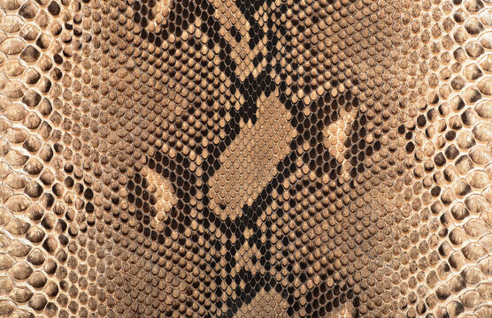 Reticulated python skin as background. Brown snake skin.