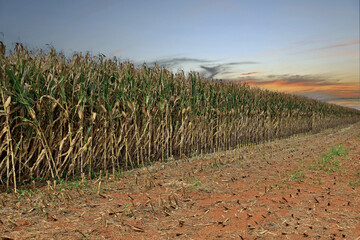 Campo de milho em entardecer com silos de armazenagem  © Jr Studio Foto