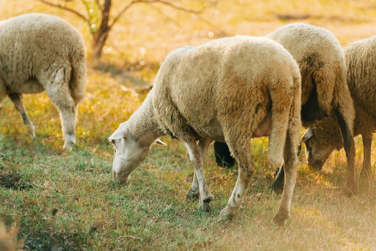 Close up photo of sheep eating grass at sunset.