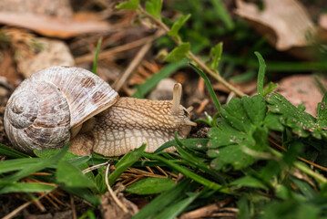 Schnecke