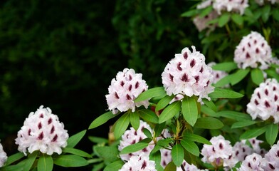 Flowering ornamental plant native to Asia or Japan. White inflorescences of rhododendron. Cute shrubs. Copy space