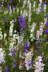 Purple, White, and Pink Salvias in Garden, Stalk-Like Plants