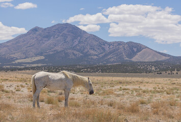 Magnificent Wild Horse Stallion in the Utah Desert