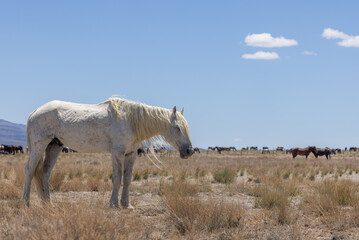 Obraz premium Magnificent Wild Horse Stallion in the Utah Desert