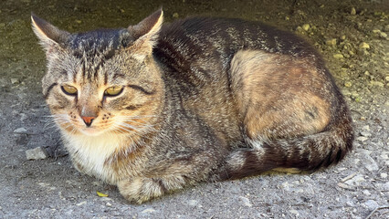 A kind street cat sits and basks in the sun, a close-up of a cat's face, pets in nature
