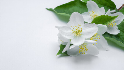 delicate white jasmine flowers on white