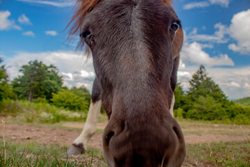 Wild pony at Grayson Highlands