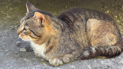 Fototapeta premium A kind street cat sits and basks in the sun, a close-up of a cat's face, pets in nature