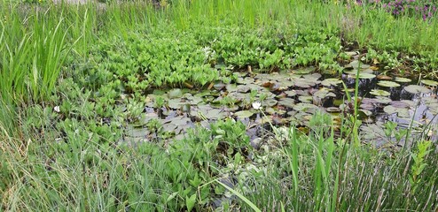 Teich mit Seerosen im Botanischen Sondergarten