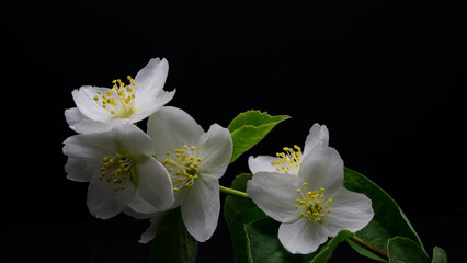 white jasmine flowers on black background