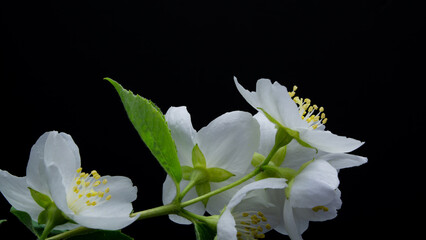 white jasmine flowers on black background