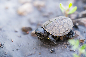 Little baby turtle on ground among grass with neck outstretched and head to side. 