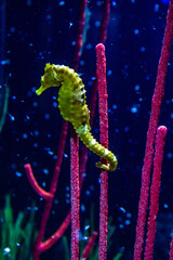 seahorse in the aquarium