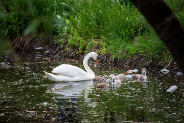 Swan family with swanlets swimming in a dirty pond eating some grass shot with a telephoto lens with nice blurred background and foreground and copyspace