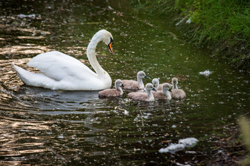 Swan family with swanlets swimming in a dirty pond eating some grass shot with a telephoto lens with nice blurred background and foreground and copyspace