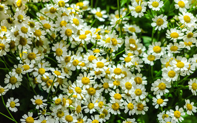 small daises summer field bouquet background 