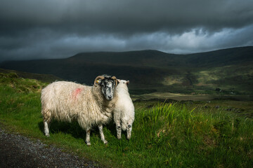 un mouton et son agneau devant des montagnes sombres et mençantes