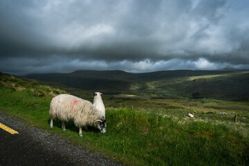 un mouton et son agneau devant des montagnes menacées d'un orage