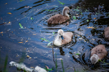 Swan babies, swanlets swimming in a dirty pond eating some grass shot with a telephoto lens with nice blurred background and foreground