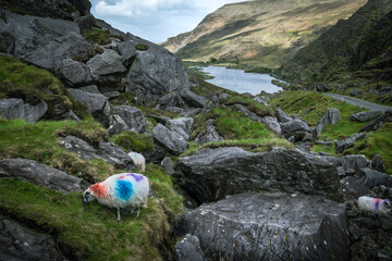 un mouton avec des tâches de peinture dans la nature irlandaise