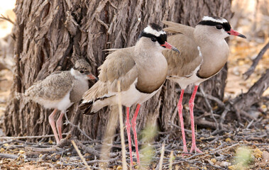 Crowned Lapwing with chick, Kgalagadi, South Africa