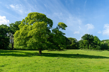 Fototapeta na wymiar Un grand arbre solitaire dans la campagne verdoyante irlandaise