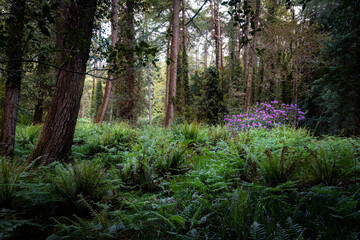 une forêt primaire, avec fougères, rhododendrons et grand troncs d'arbre - obrazy, fototapety, plakaty