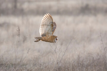 Barn owl hunting