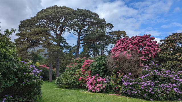 des bosquets de fleurs dans un parc floral