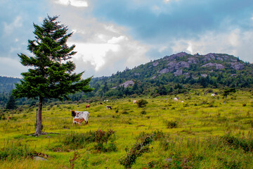 cattle at Grayson Highlands