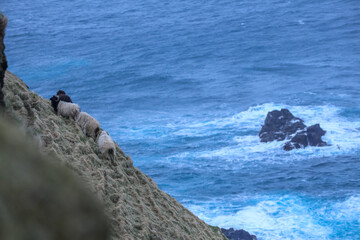 Sheep in Feroe Island