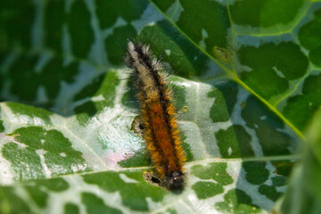 Thaumetopoea pityocampa. Pine processionary caterpillar. Processionary caterpillar. This one on green leaves