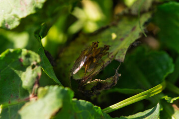 two fruit flies mate on top of green leaves