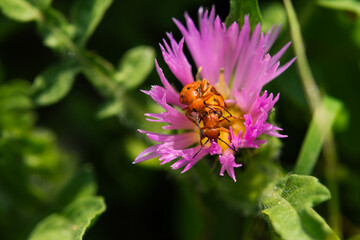 two mating red insects (Pyrrhocoris apterus, family - Pyrrhocoridae). The harmless insects mate on the purple flower with yellow stamens.