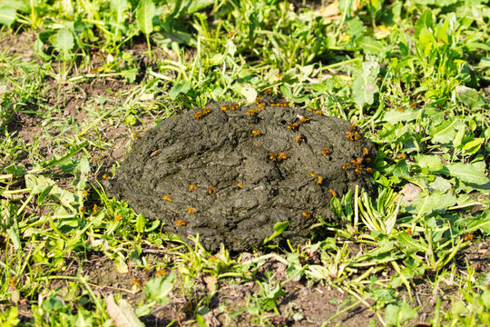 cow dung with flies in grass of meadow