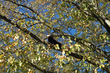Little red panda in the tree
