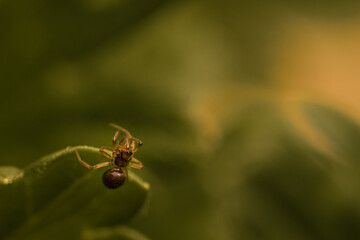 Spider