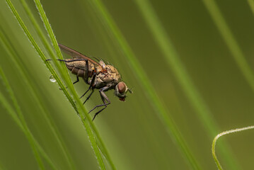 Fliege