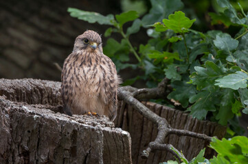 Kestrel fledgling about to fly