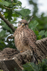 Single Kestrel fledgling