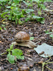 Snail vines crawling along a park path in a spring rainy day.