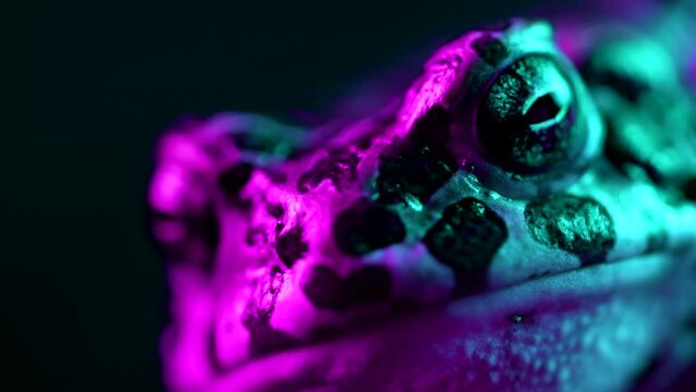 Amazing jungle frog or toad close-up under neon colorful light. Natterjack breathing and looking at camera. Wild amphibious blinks eyes, stirs nostrils, macro. 