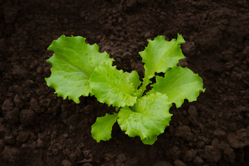 Lettuce leaves grow in the ground. Agriculture