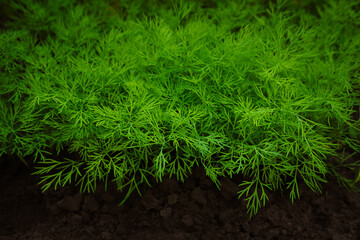 Young sprouts of dill grow in the ground