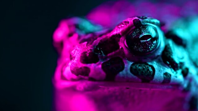 Acid pink ground toad close-up, night shot under neon light. Frog breathing and looking at camera. Amazing amphibian blinks eyes, stirs nostrils, macro. Dark background.