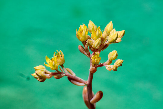 Graptosedum flowers Francesco Baldi