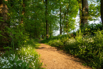 Fototapeta premium Nature Wood Landscapes Wallpapers