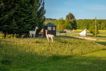 Domesticated alpaca animals in Germany