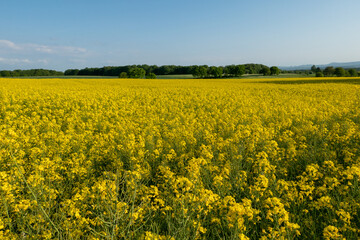 Fototapeta premium Germany Agriculture Canola cultivation