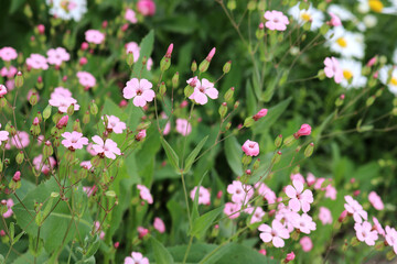 beautiful spring and summer flowers in the field